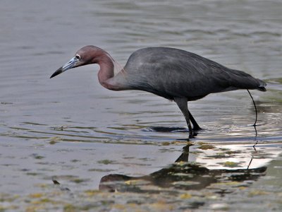 ibis-whitefaced3515-1024.jpg