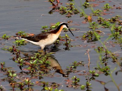 phalarope-wilsons3166-1024.jpg