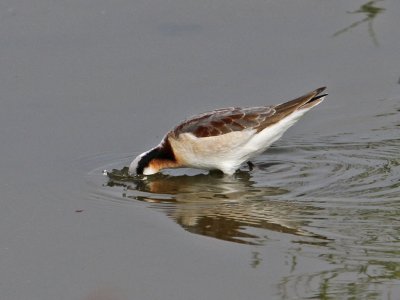 phalarope-wilsons3203-1024.jpg