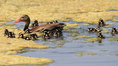 duck-blackbelliedwhistling4655-800.jpg