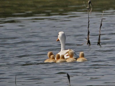 duck-pekin with ducklings4317-800.jpg