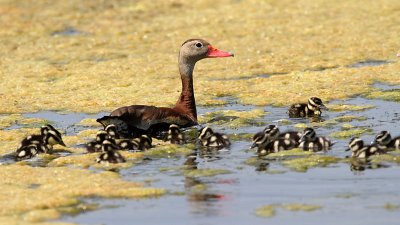 duck-blackbelliedwhistling4657-800.jpg