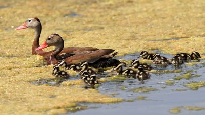 duck-blackbelliedwhistling4666-800.jpg
