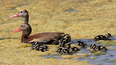 duck-blackbelliedwhistling4669-800.jpg
