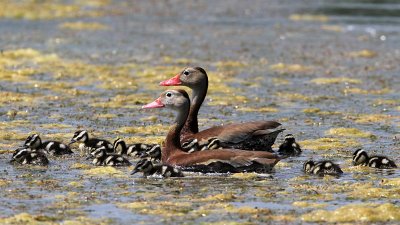 duck-blackbelliedwhistling4716-800.jpg