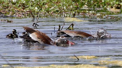 duck-blackbelliedwhistling4777-800.jpg