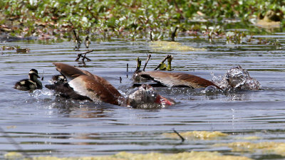 duck-blackbelliedwhistling4777-800.jpg