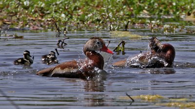 duck-blackbelliedwhistling4778-800.jpg