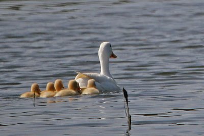 duck-pekin with ducklings4305-800.jpg