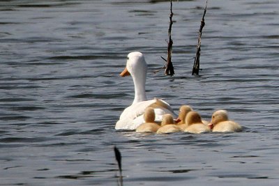 duck-pekin with ducklings4307-800.jpg