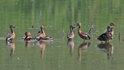 whistlingduck-fulvous5460-1024.jpg