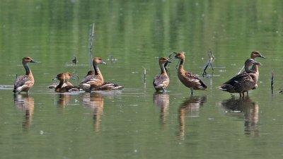 whistlingduck-fulvous5460-1280.jpg