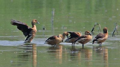 whistlingduck-fulvous5545-1024.jpg