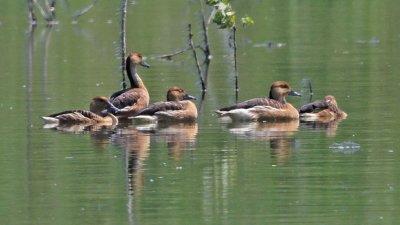 whistlingduck-fulvous5192-1024.jpg