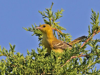 oriole-orchard8973-1024.jpg