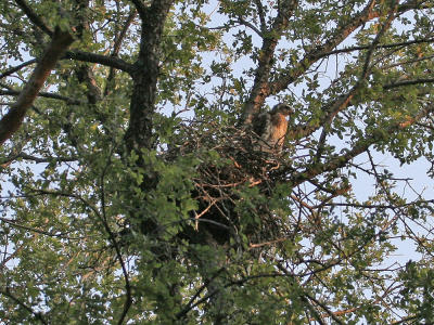 hawks-coopers-nest3255c.jpg