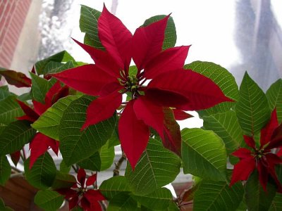 On a brighter note         Poinsettia  from Christmas 2009 still looking good !