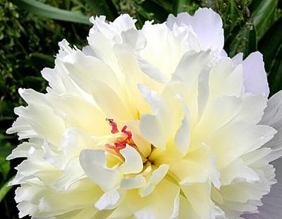 g4/25/228425/3/59873519.Peony9222640sh_filtered.jpg