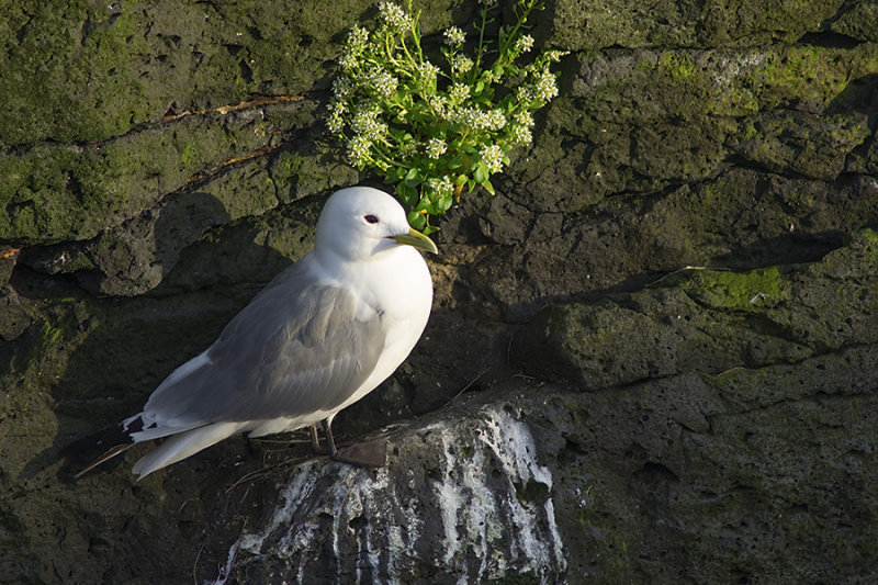 Mouette tridactyle