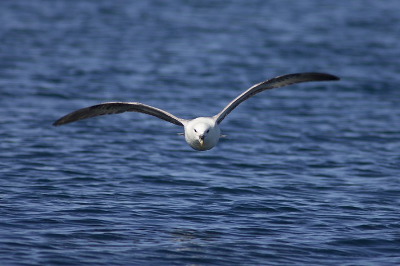 Fulmar boral