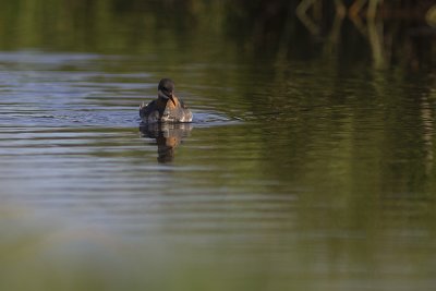 Phalarope  bec troit