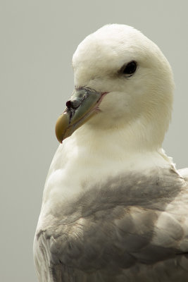 Fulmar boral