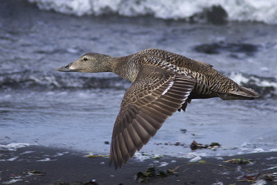 Eider  duvet