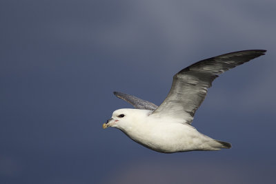 Fulmar boral