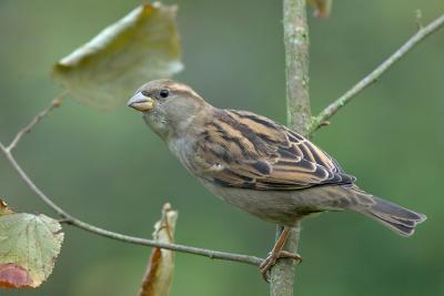 Madame Moineau domestique