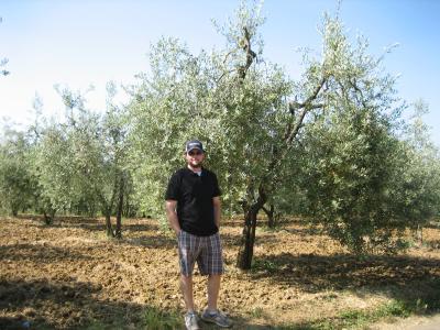 olive trees