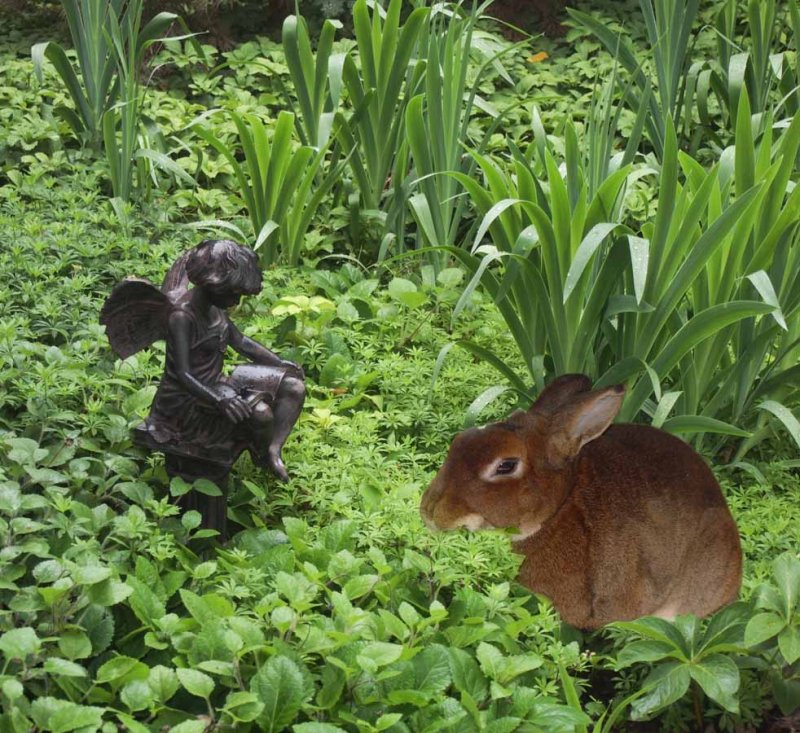 Bunny in the garden