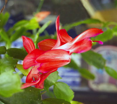 The beauty of the first bloom of the Christmas Cactus