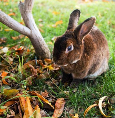 Beautiful fall colors and brown bunny