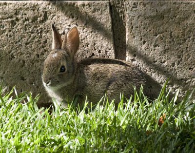 Spring means baby cottontails