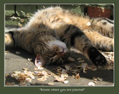 Bloom where you are planted