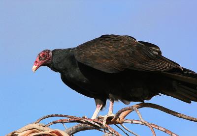 birdie.jpg