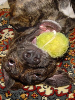 Ball Heaven