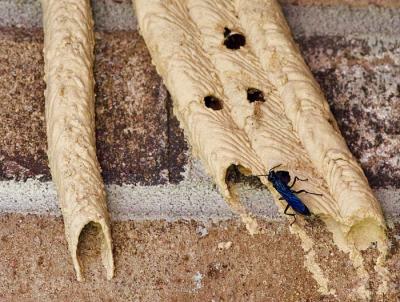 _MG_0157 It IS a mud dauber -