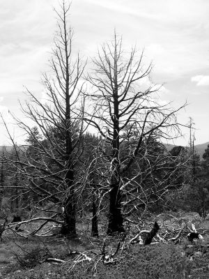 Trees B/W