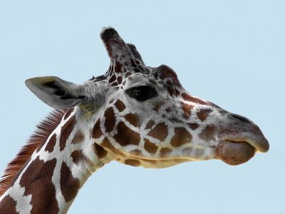 Roys Giraffe