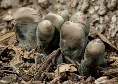 Young Dead Man's Fingers (Xylaria polymorpha) (5/7/11)