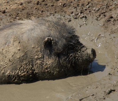 Bacon in the mud (6/28/2011)