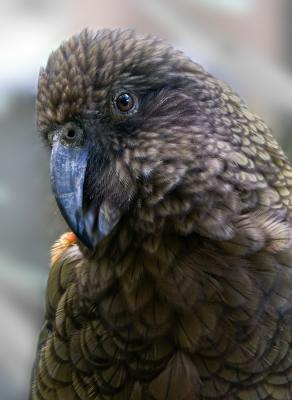 Kea