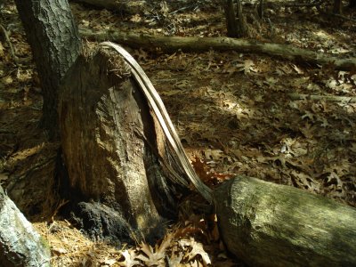 Beaver Stump still attached
