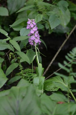 Lesser Purple Finged Orchid