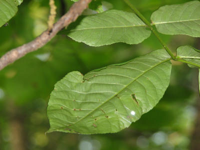 elm.leaves.2175.jpg