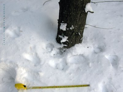 Red Fox Spraying a Tree