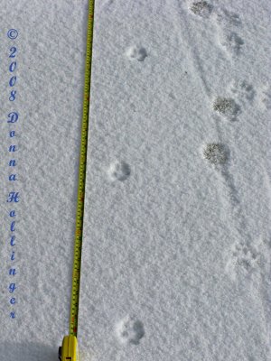 Very Narrow Stride measurement of these tracks
