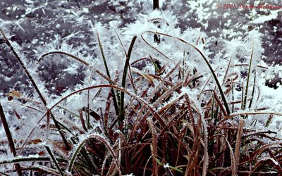 Hoar Frost on Cattails