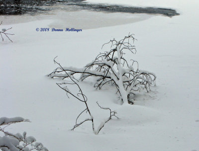 On Puffer Pond